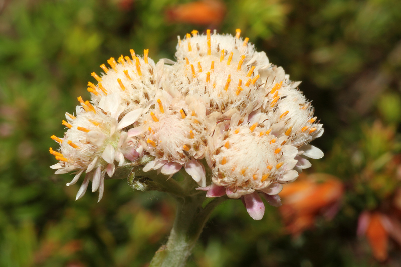 Antennaria dioica vs Antennaria carpatica